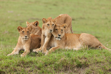 Fototapeta na wymiar a pride of lions relaxing on the grasslands of the Maasai Mara