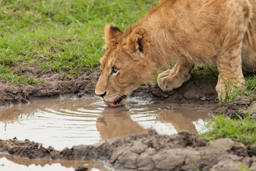 lions and their reflections at a watering hole in the grasslands of the Maasai Mara