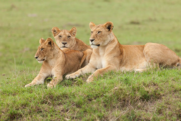 Obraz premium a pride of lions relaxing on the grasslands of the Maasai Mara