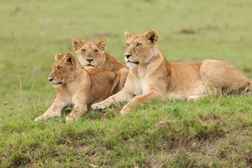Poster de jardin Lion a pride of lions relaxing on the grasslands of the Maasai Mara