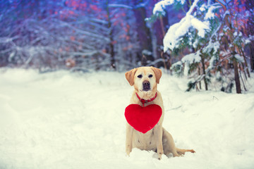 Dog Labrador retriever with a toy heart on a sheepdog sits on the snow in winter in the forest