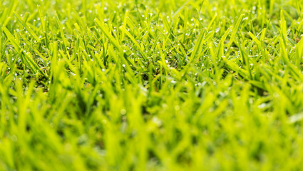 Grass Dew Drops