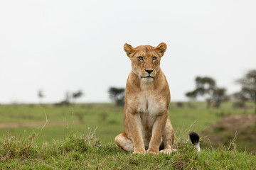 lions relaxing on the grasslands of the Maasai Mara