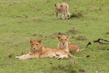 lions relaxing on the grasslands of the Maasai Mara