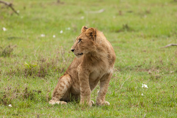 lions relaxing on the grasslands of the Maasai Mara