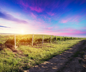 Obraz premium Red wine with barrel on vineyard in green Tuscany, Italy