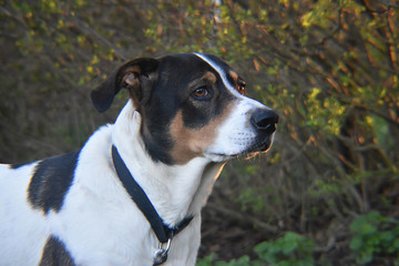 Finn