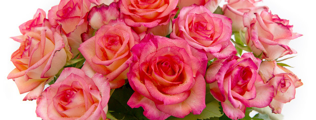 Pink roses background.