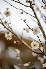 Close-up detail of multiple pale pink Japanese cherry blossoms on a branch with many buds. Vertical orientation. Nobeoka, Miyazaki, Japan. Travel and nature concept.