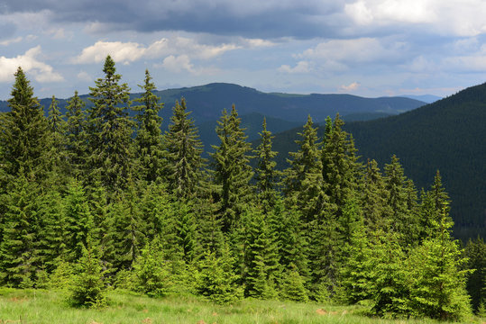 Fototapeta Summer landscape in the Carpathian mountains
