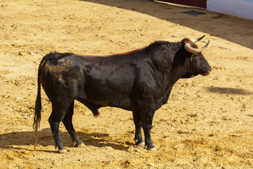 Toro de lidia en la arena de una plaza de toros. España