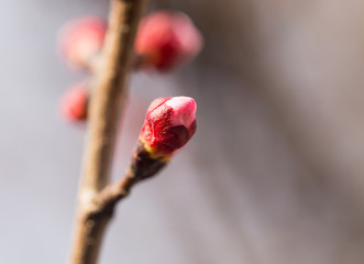 flowers in the buds on a tree branch