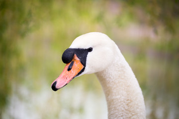 Beautiful white swan on nature in spring