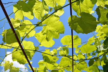 fresh green leaves in front of the sun