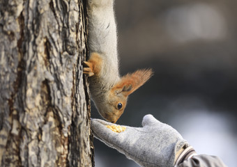 squirrel on a tree