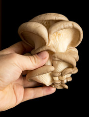 Oyster mushrooms in hand on a black background