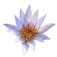 White and purple lotus flower blooming isolated on white background