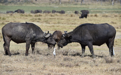 Büffel und Kuhreiher in Kenia