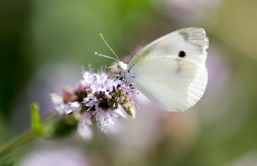 Beautiful butterfly in the wild on a plant