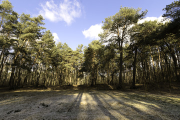 Sunny winter day in Kampinos National Park - Poland