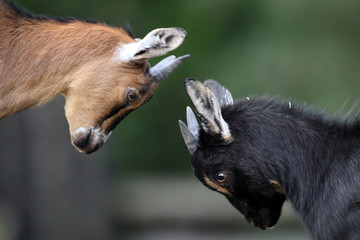 Pair of juvenile African Pygmy goats in zoological garden © Art Media Factory