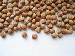 The hazel is a tree-like top view. A heap of bear-nut in the shell. Hazelnut seeds on a white background.