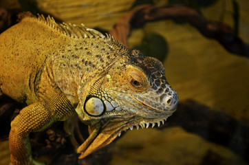 a large iguana sits quietly on a branch in their own environment and not afraid of people