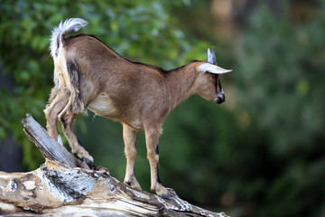 Single African Pygmy goat in zoological garden © Art Media Factory