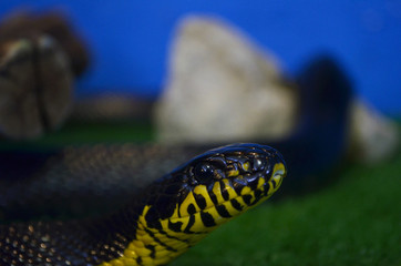 little Boiga of dendrophila closeup with blurred background