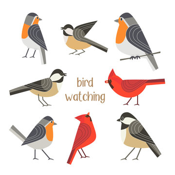 Birdwatching icon set. Red Northern cardinal, robin chickadee bird pose. Comic flat cartoon. City park backyard birds sign. Minimalism simplicity design. Wildlife banner element. Vector illustration