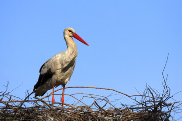 Single white Stork bird on a nest during the spring nesting period