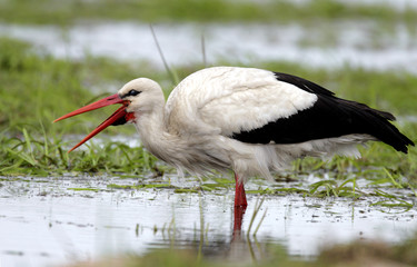Single White Stork bird on a grassy meadow during the spring nesting period