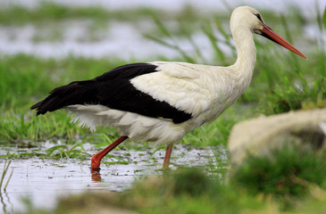 Single White Stork bird on a grassy meadow during the spring nesting period
