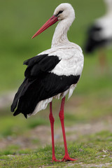 Single White Stork bird on a grassy meadow during the spring nesting period