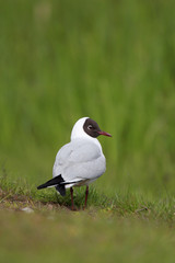 Single Laughing Gull bird on grassy wetlands during a spring nesting period