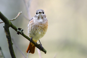 Single female Common Redstart bird on a tree branch during a spring nesting period