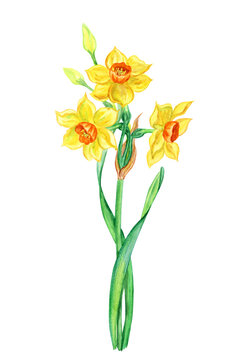 Yellow small daffodils, watercolor drawing on white background, isolated with clipping path.