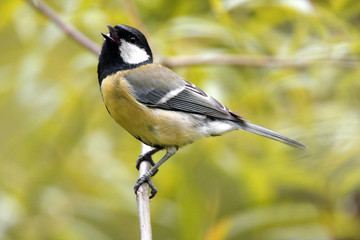 Single Great tit bird on a tree branch during a spring nesting period - obrazy, fototapety, plakaty