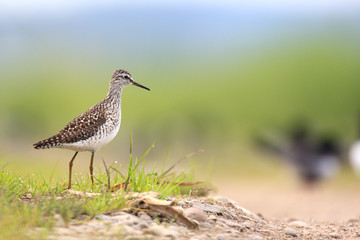 Single Wood sandpiper bird on grassy wetlands during a spring nesting period