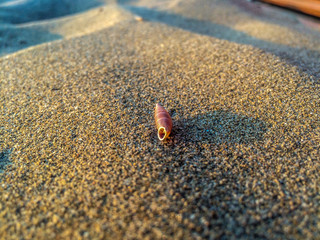 Shell