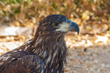 Head of a falcon bird with a huge beak close-up. Hawk close up.