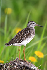 Single Wood sandpiper bird on grassy wetlands during a spring nesting period