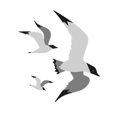 Seagull icon set. Monochrome black white minimalism style. Flying bird logo. Seabird marine symbol isolated. Nautical animal emblem. Element for banner background. Vector design of advertisement label