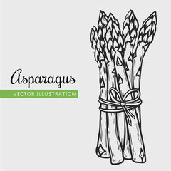 Hand drawn isolated asparagus