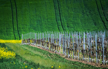 Green spring vineyards abstract background