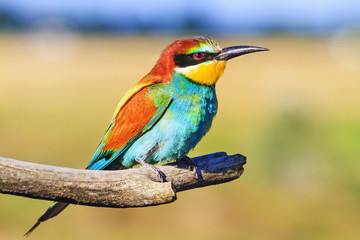 Rainbow bird with an exotic color of feathers
