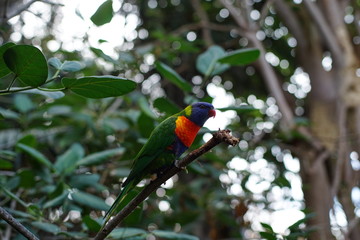 Beautiful parrot bird on green background