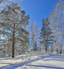 Winter forest with snow and hoarfrost covered at bright sunny weather