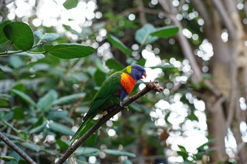 Beautiful parrot bird on green background