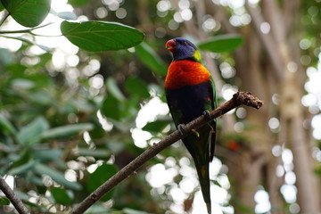 Beautiful parrot bird on green background